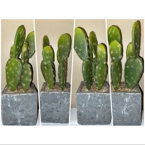 🌵decorative faux cactus 🌵